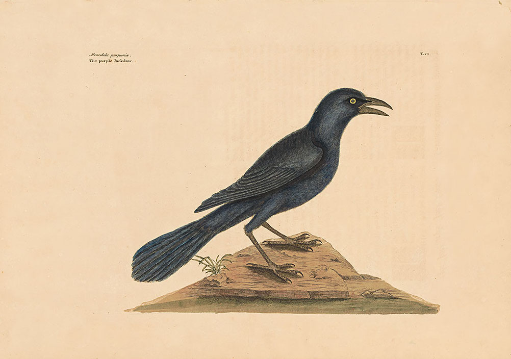 Antique print of a jackdaw