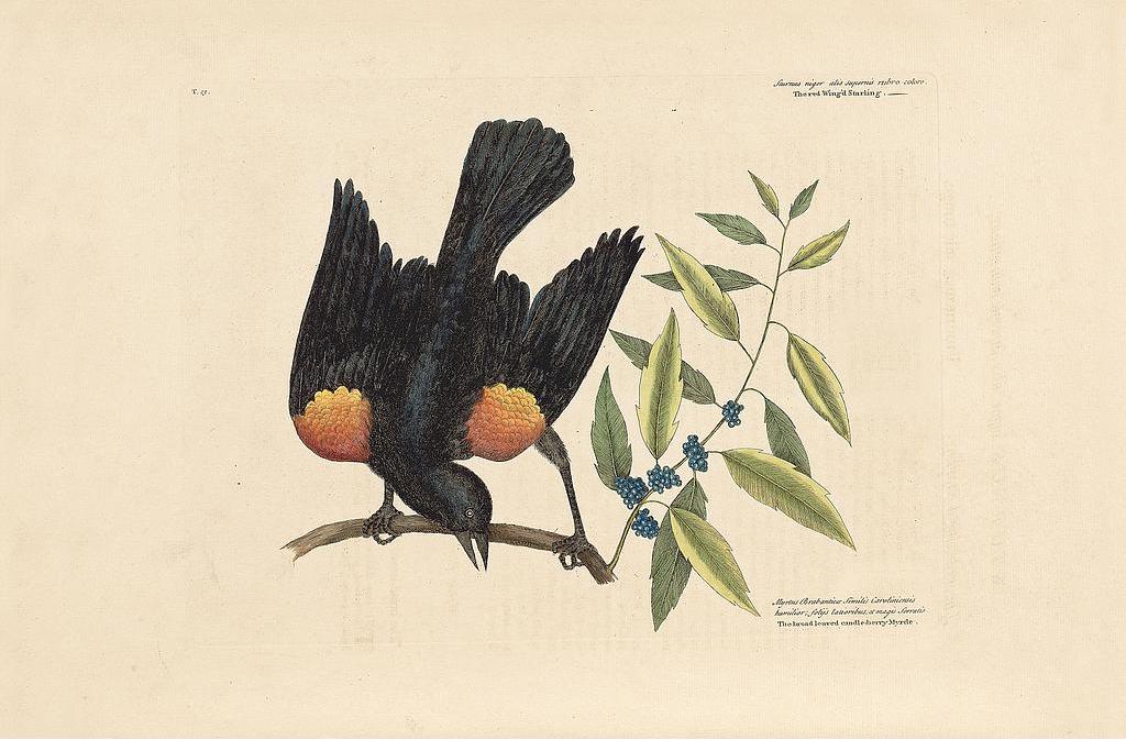 Antique print of a starling