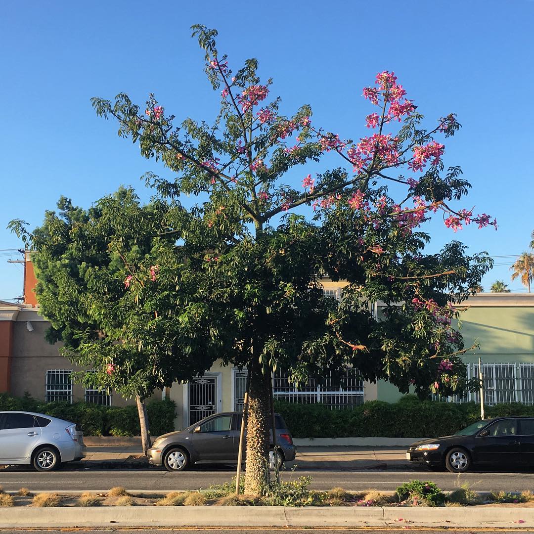 Pico Blvd