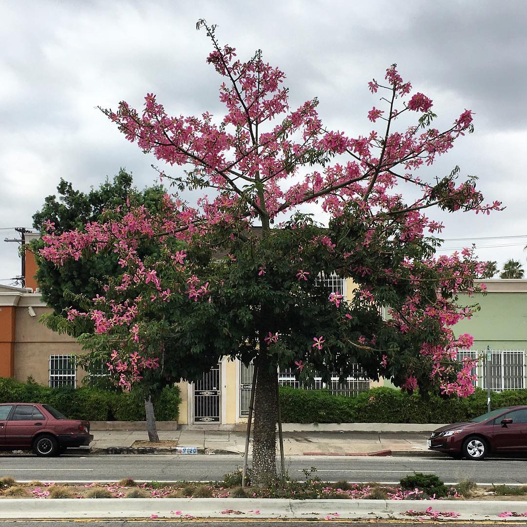 Pico Blvd