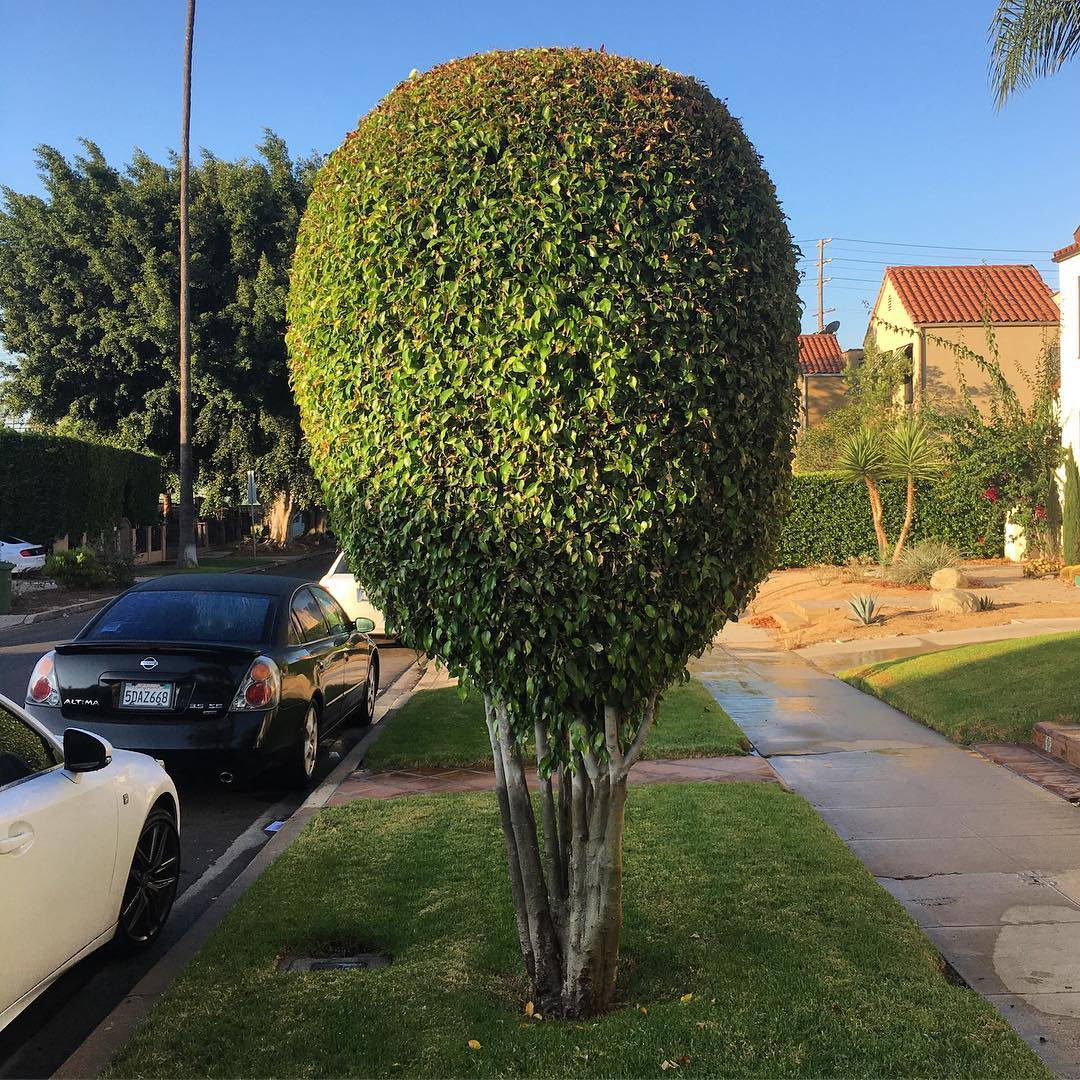 Sycamore Ave