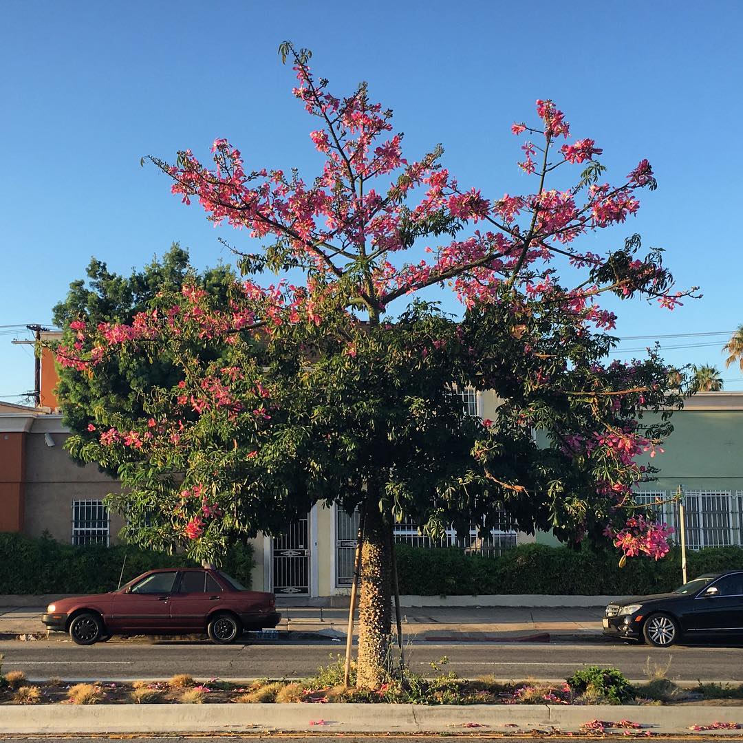 Pico Blvd