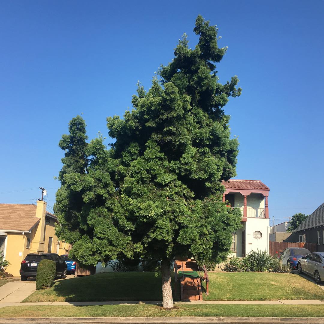 Meadowbrook Ave