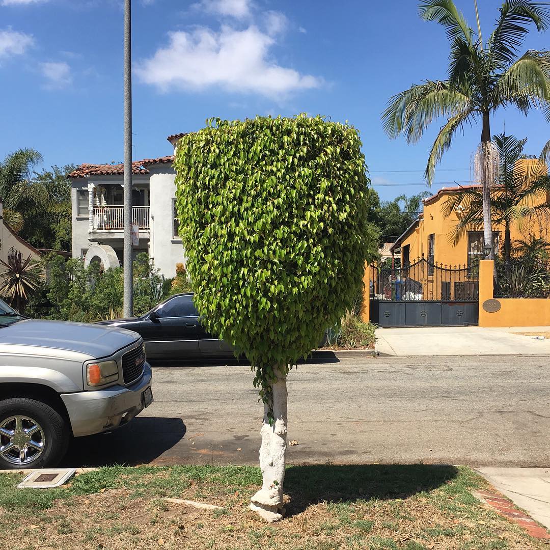 Meadowbrook Ave