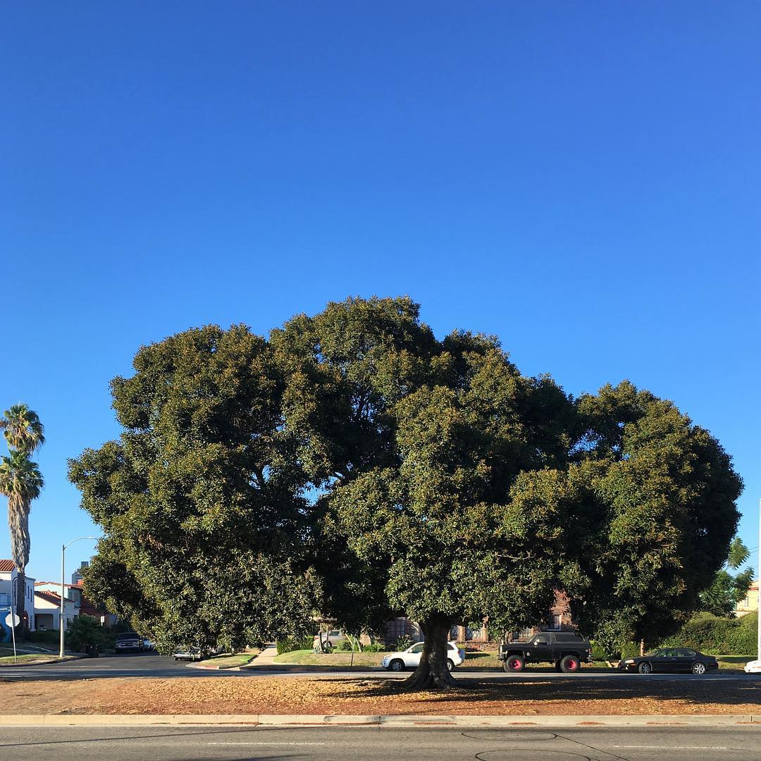 San Vicente Blvd