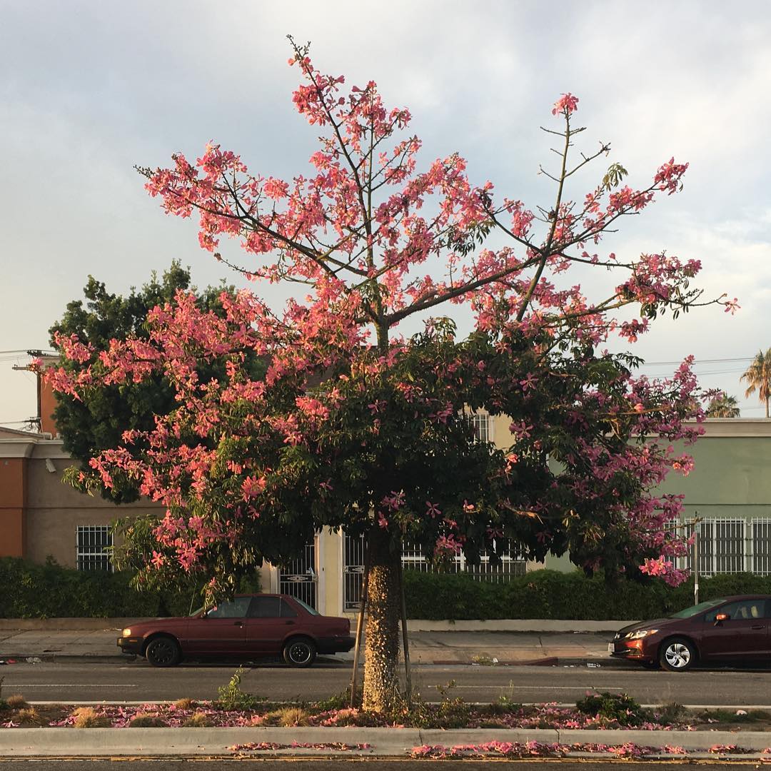 Pico Blvd