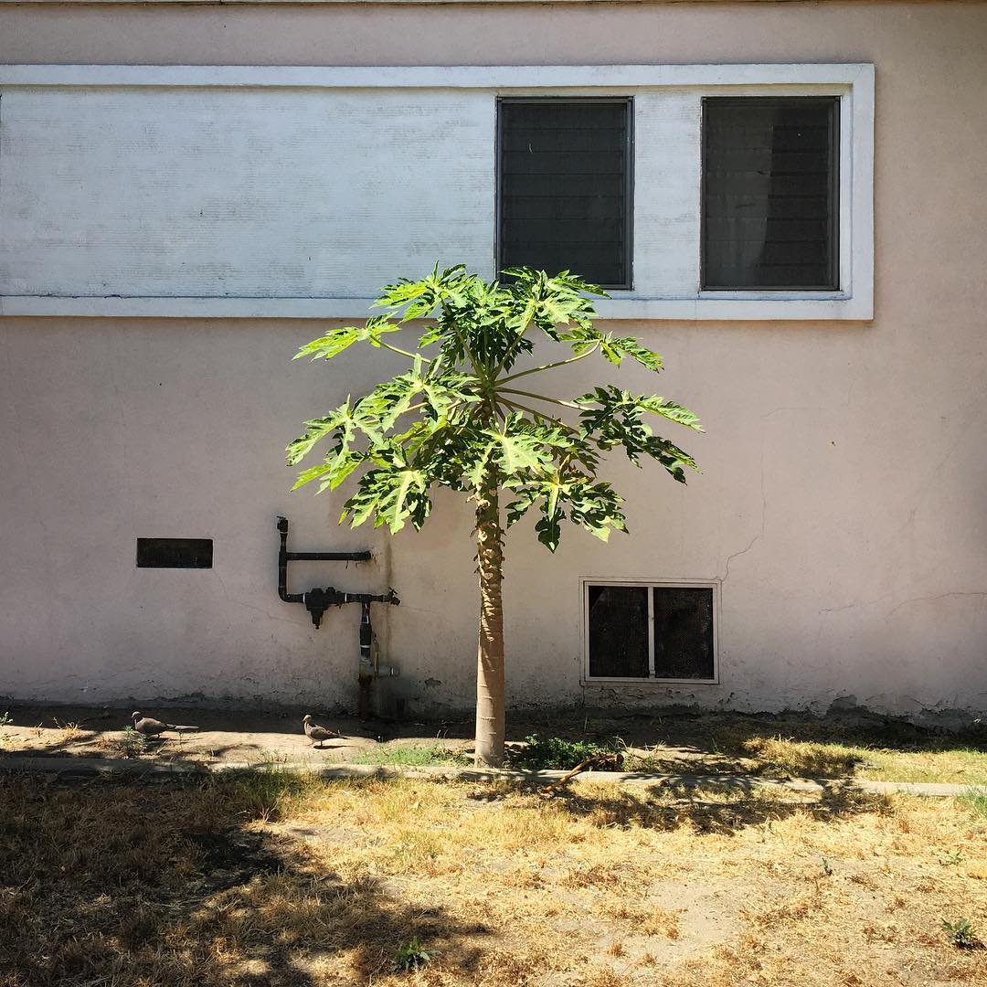 Cattaragus Ave