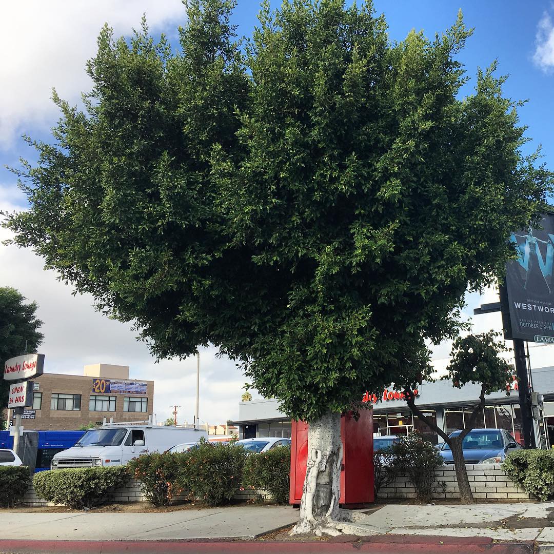 Fairfax Ave