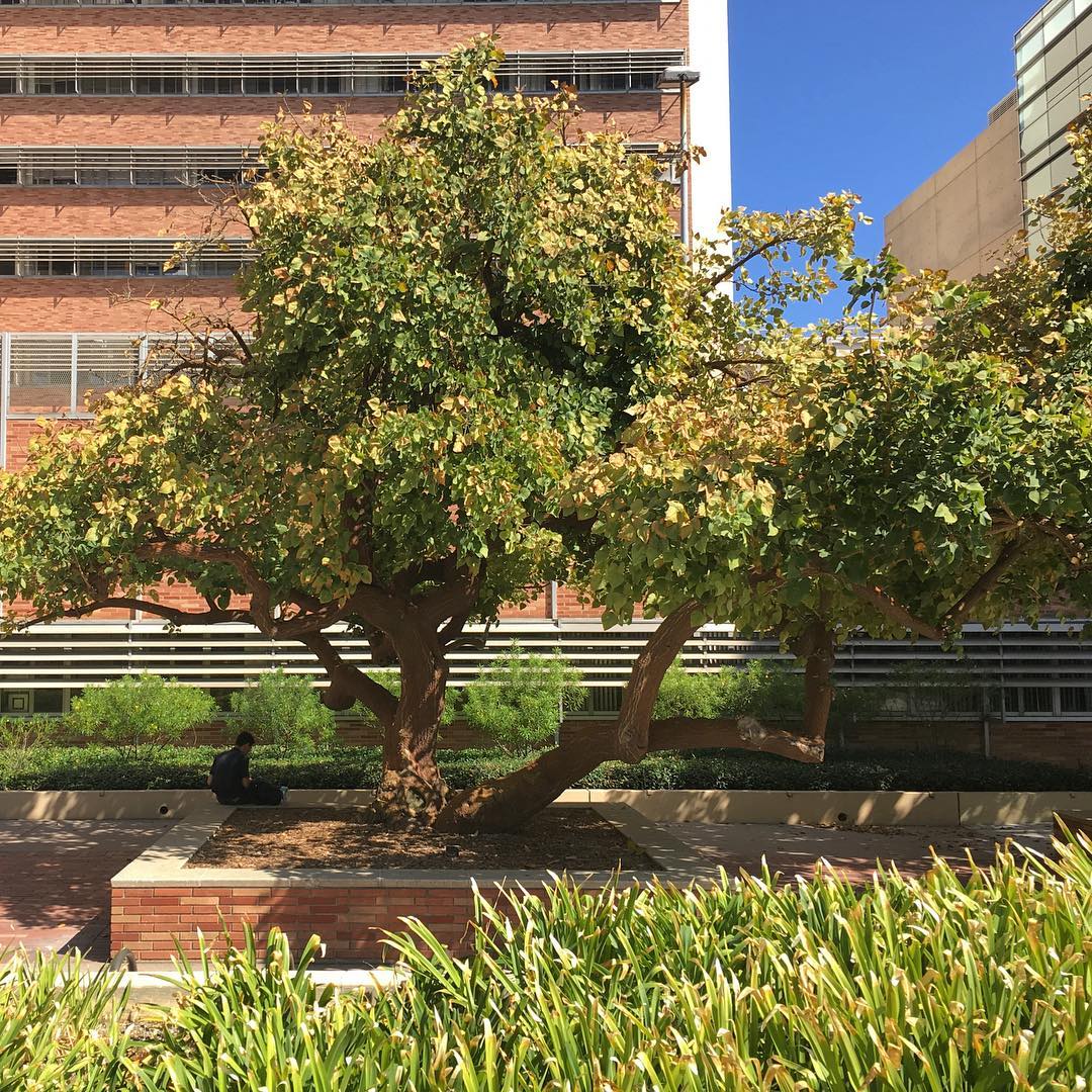 Westwood Plaza