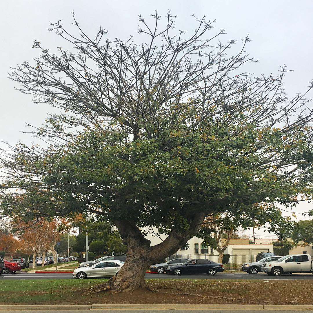 San Vicente Blvd