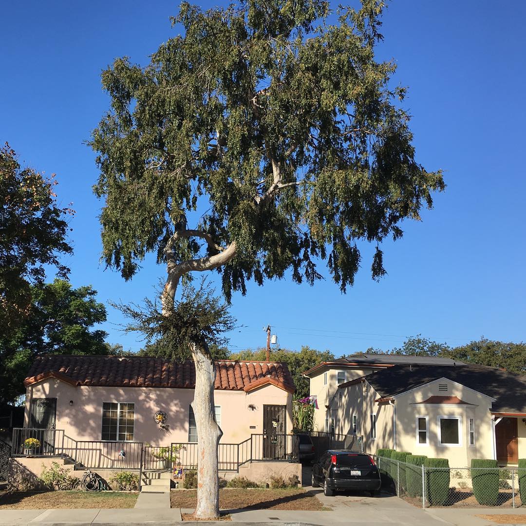 McManus Ave