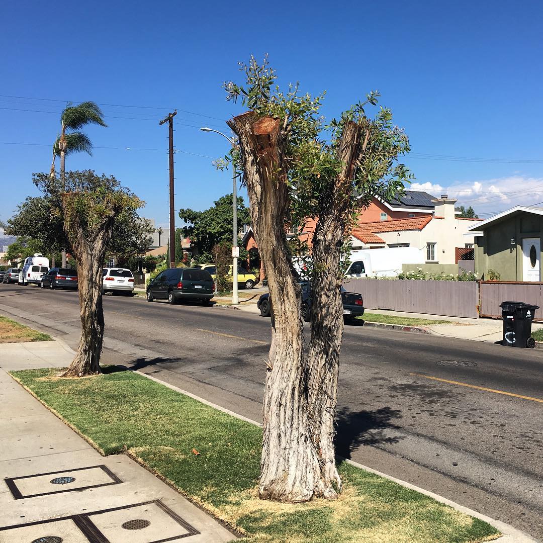Cattaragus Ave
