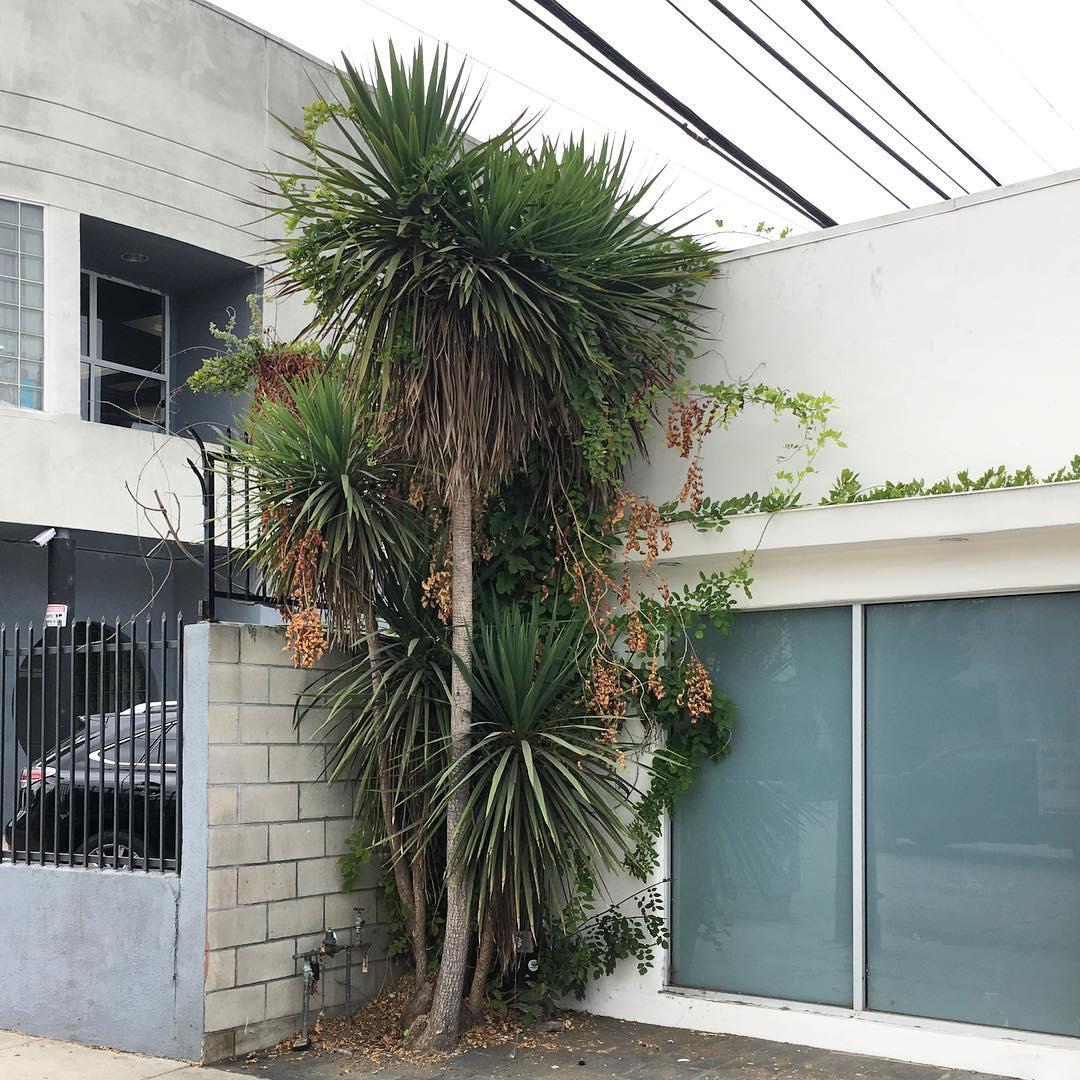 La Cienega Ave