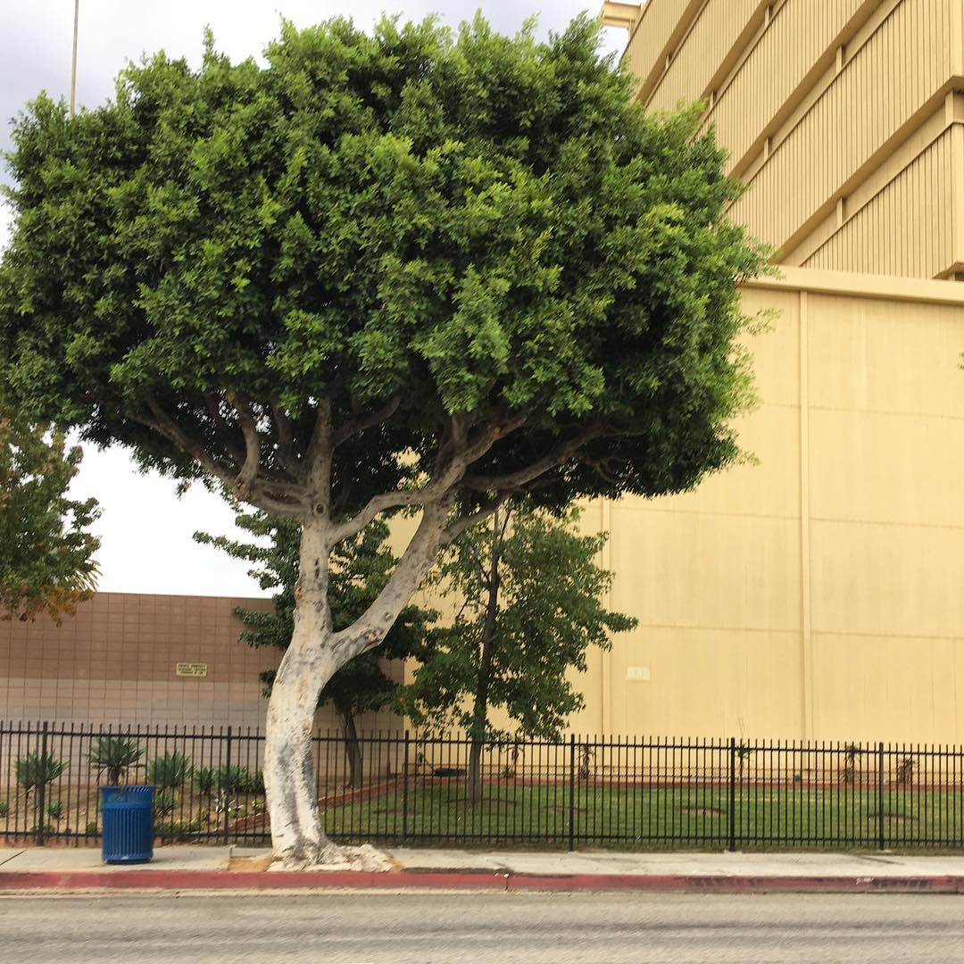 Pico Blvd
