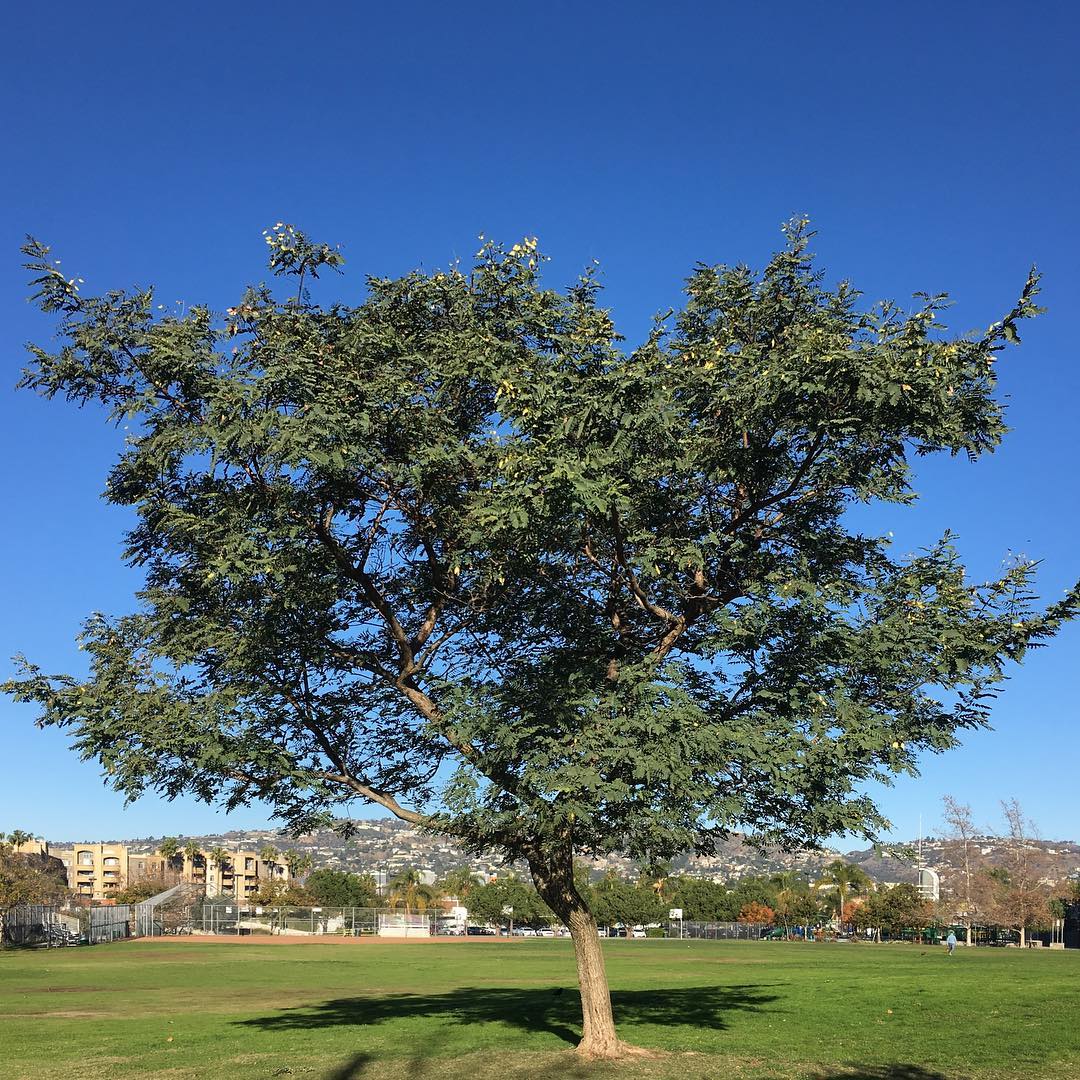 Pan Pacific Park