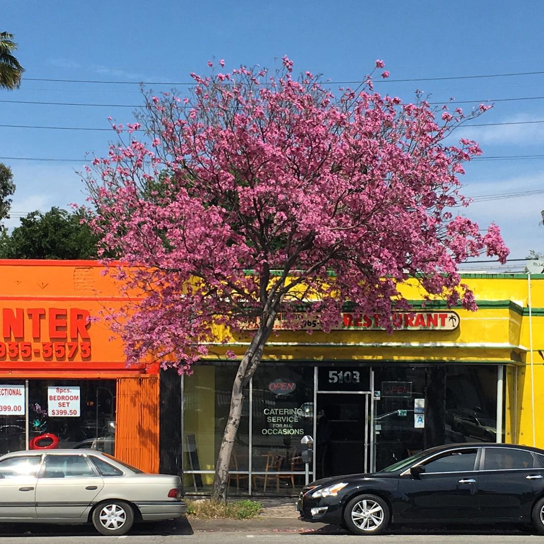 Pico Blvd